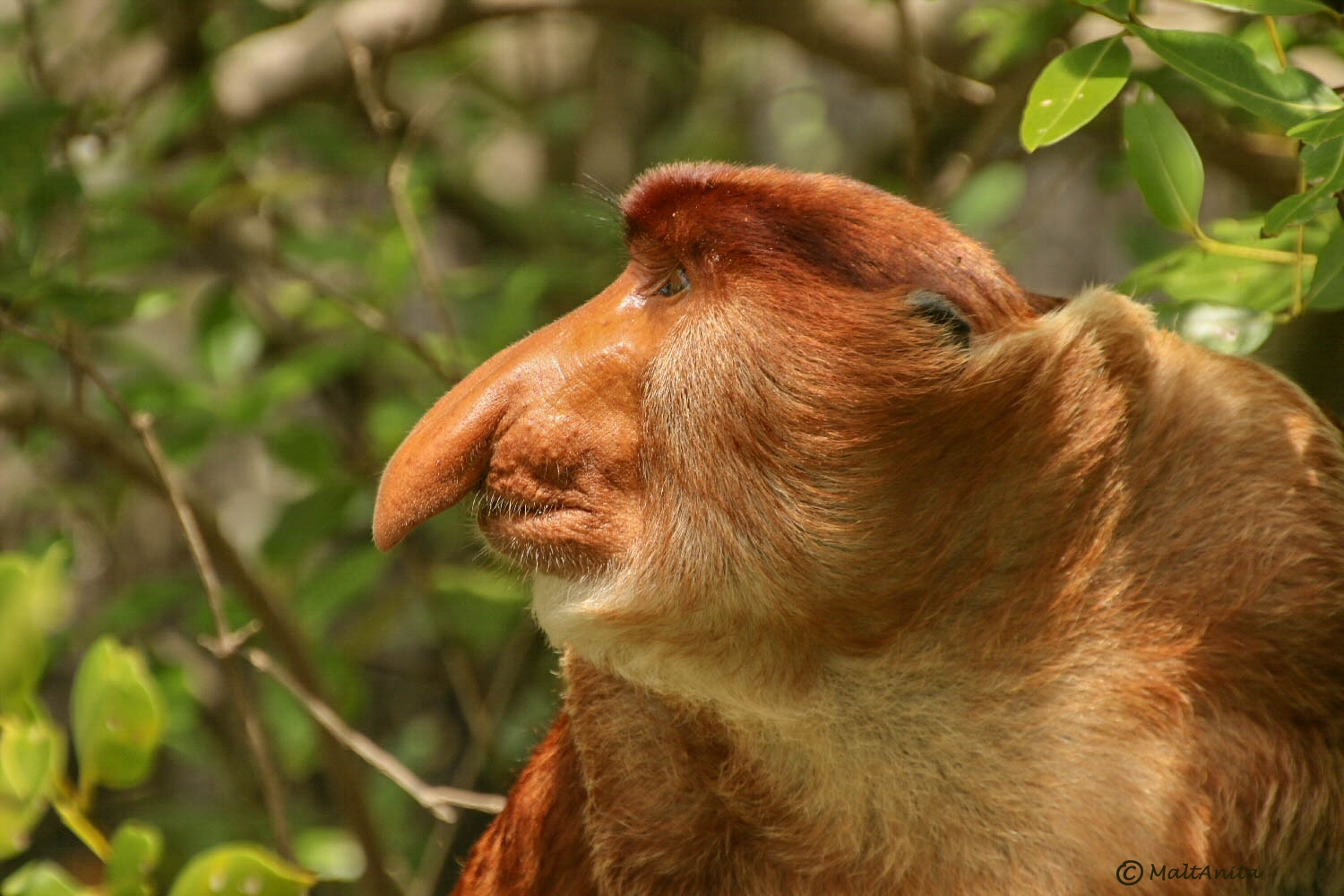 Proboscis & Orangutans