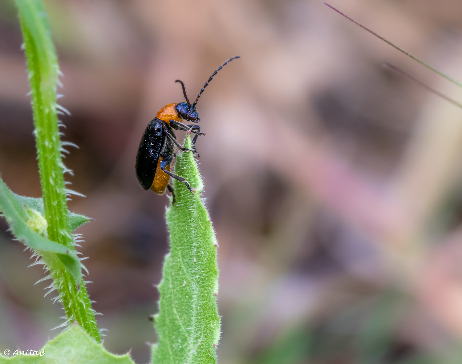Meet Some Beetles