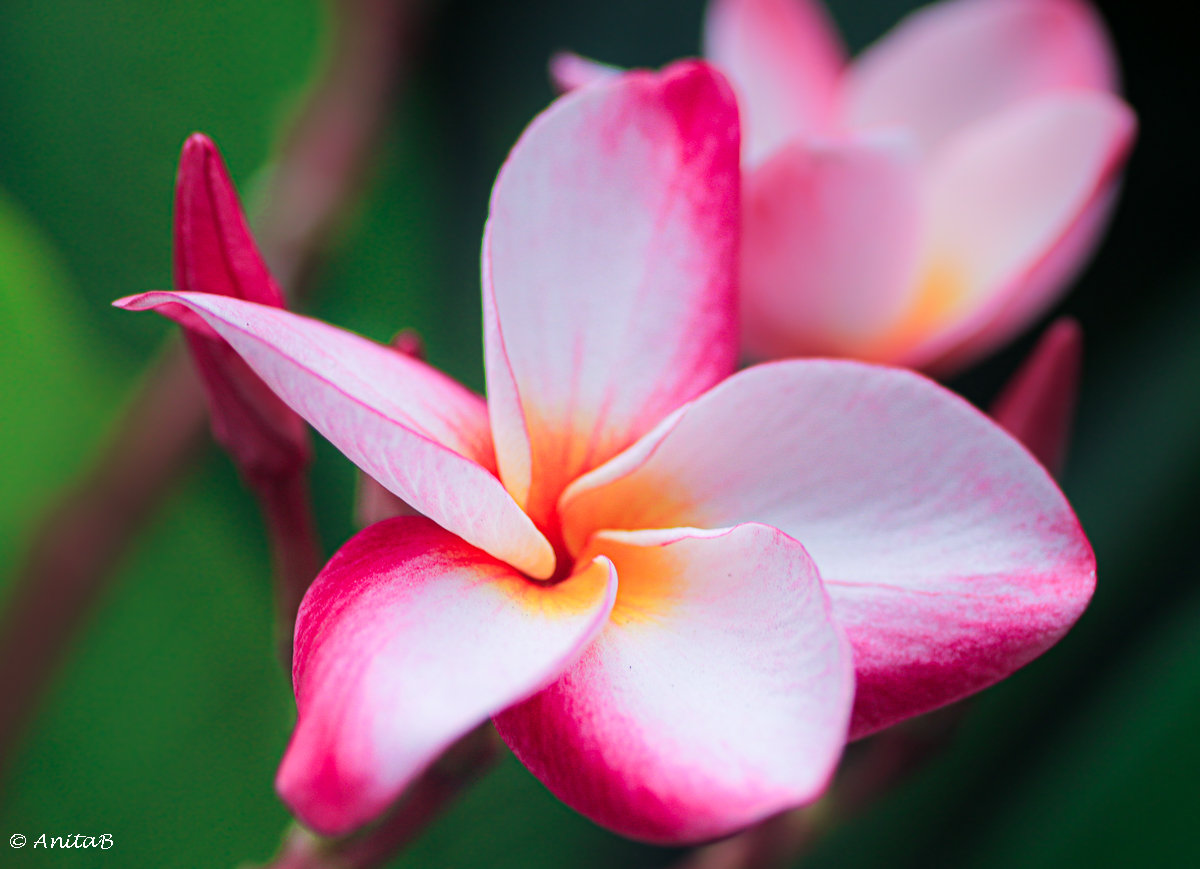 Flower of The Day – Frangipani