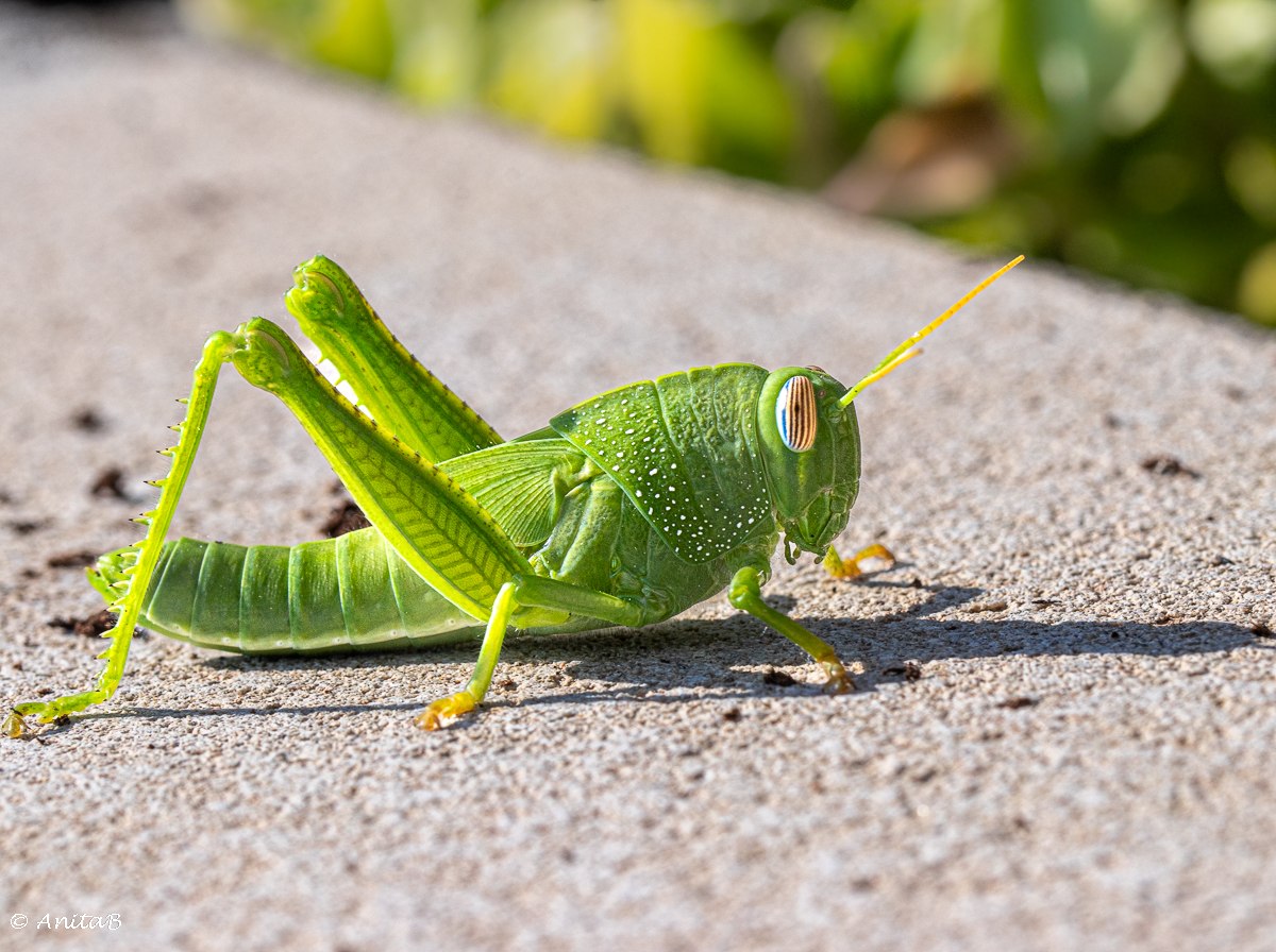 Meet a Grasshopper