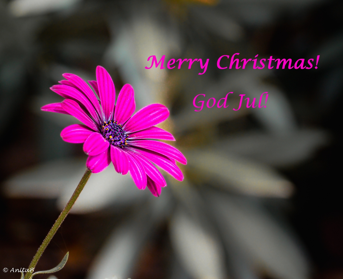  Season’s Greetings