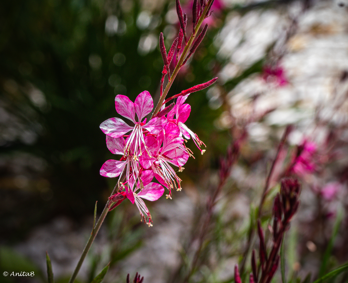 Flower of The Day- Pink Gaura