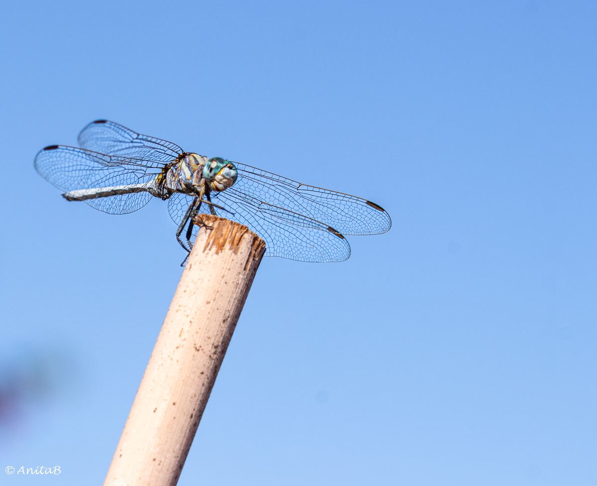 Trollsländor & Sally
