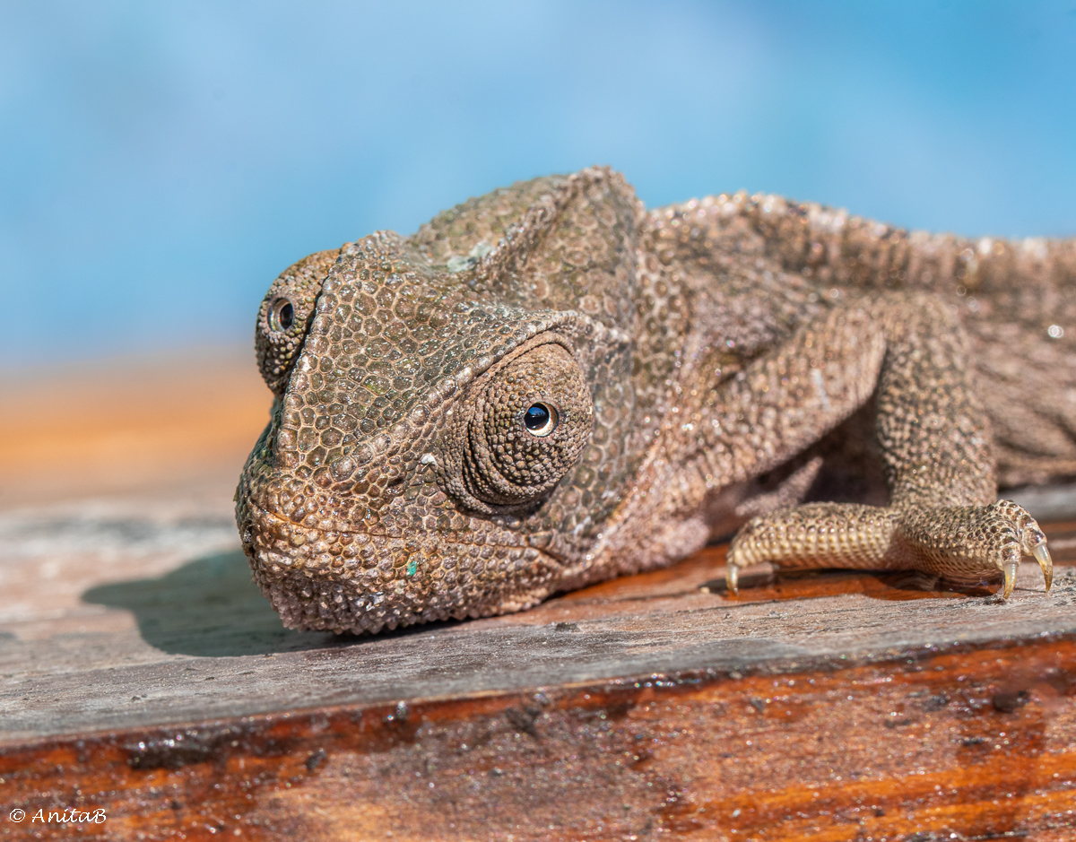 Räddade en Kameleont Från Att Drunkna