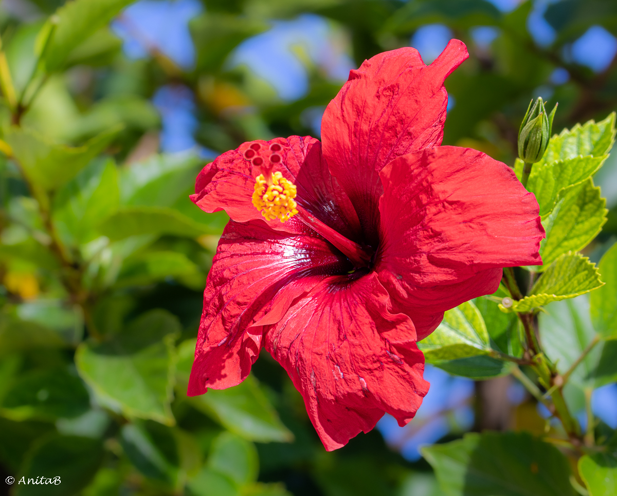 Flower of The Day – Hibiscus