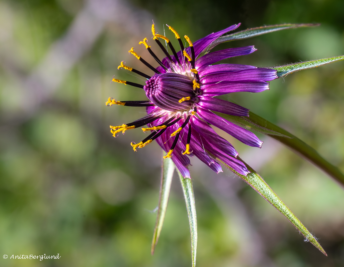 Wild Flowers & Colors