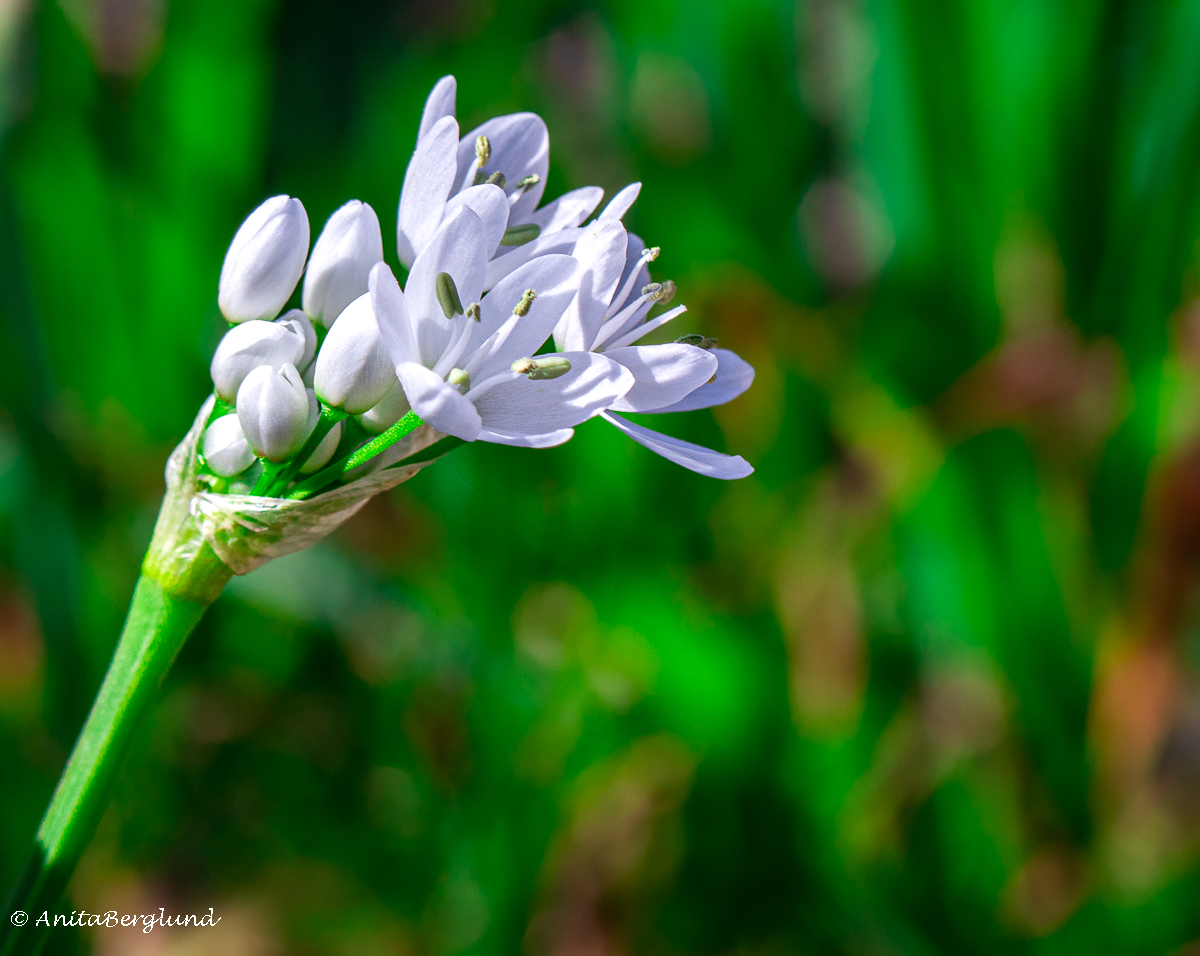 Flower & Colors of The day