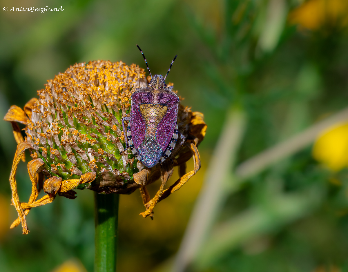 Embracing Nature’s Serenity