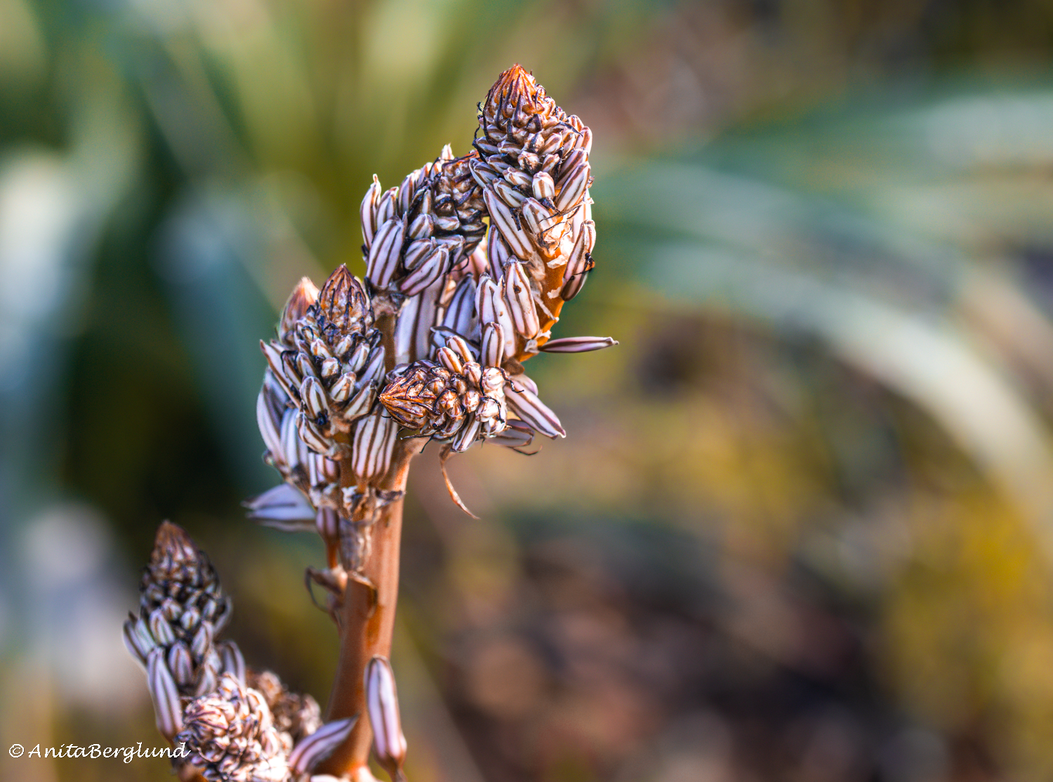 Nature’s small works of art