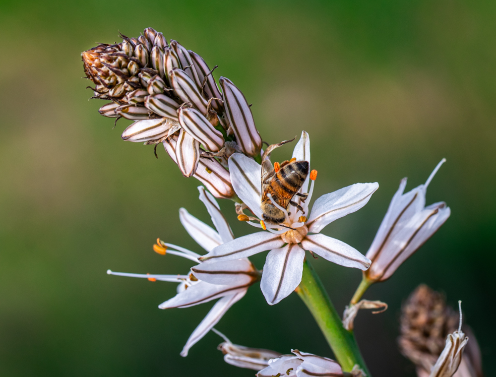 Bees & February wildflowers