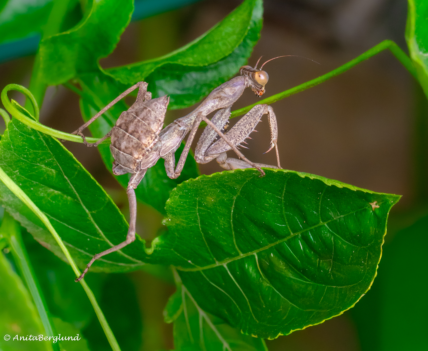 Hidden Wonders Among the Leaves