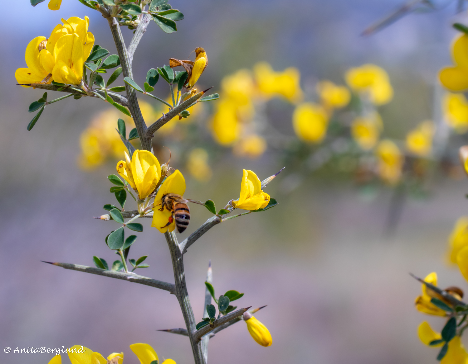 Little Suns and Tiny Visitors