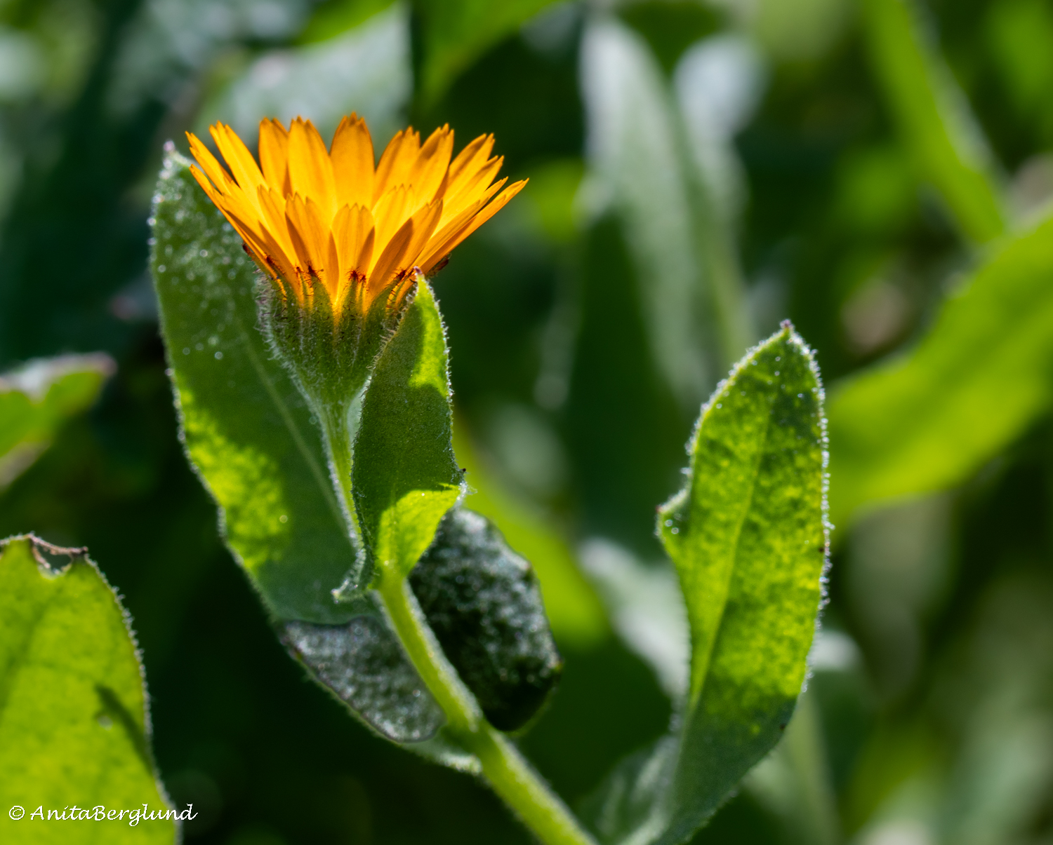 Early Spring Wildflowers in Paphos