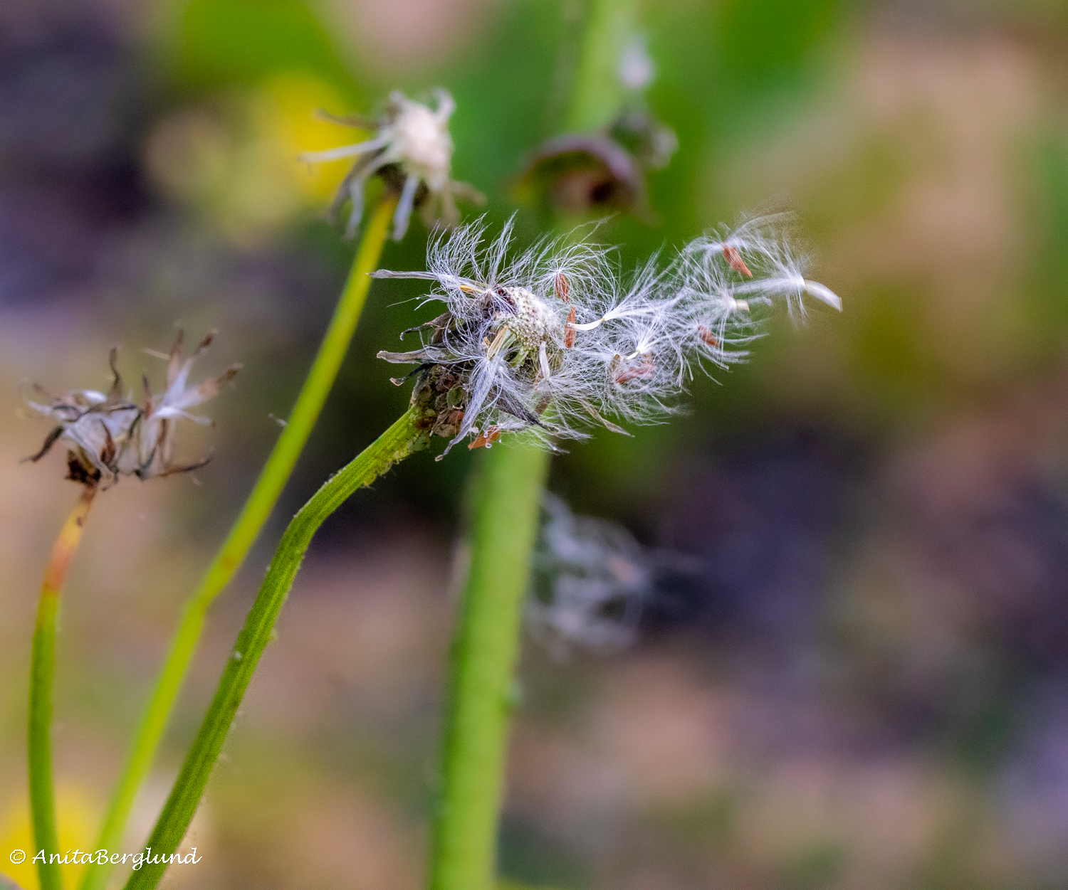Nature’s Fragile Art