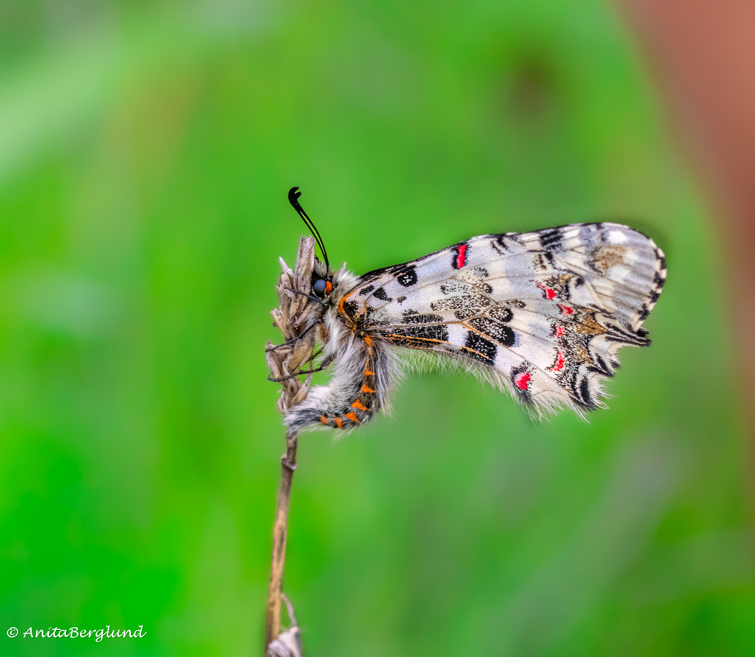 A Brief Moment, Then It Was Gone…