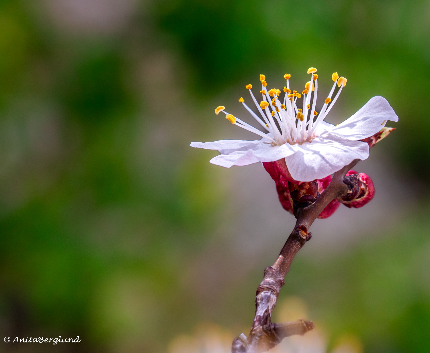 små ting – stor glädje
