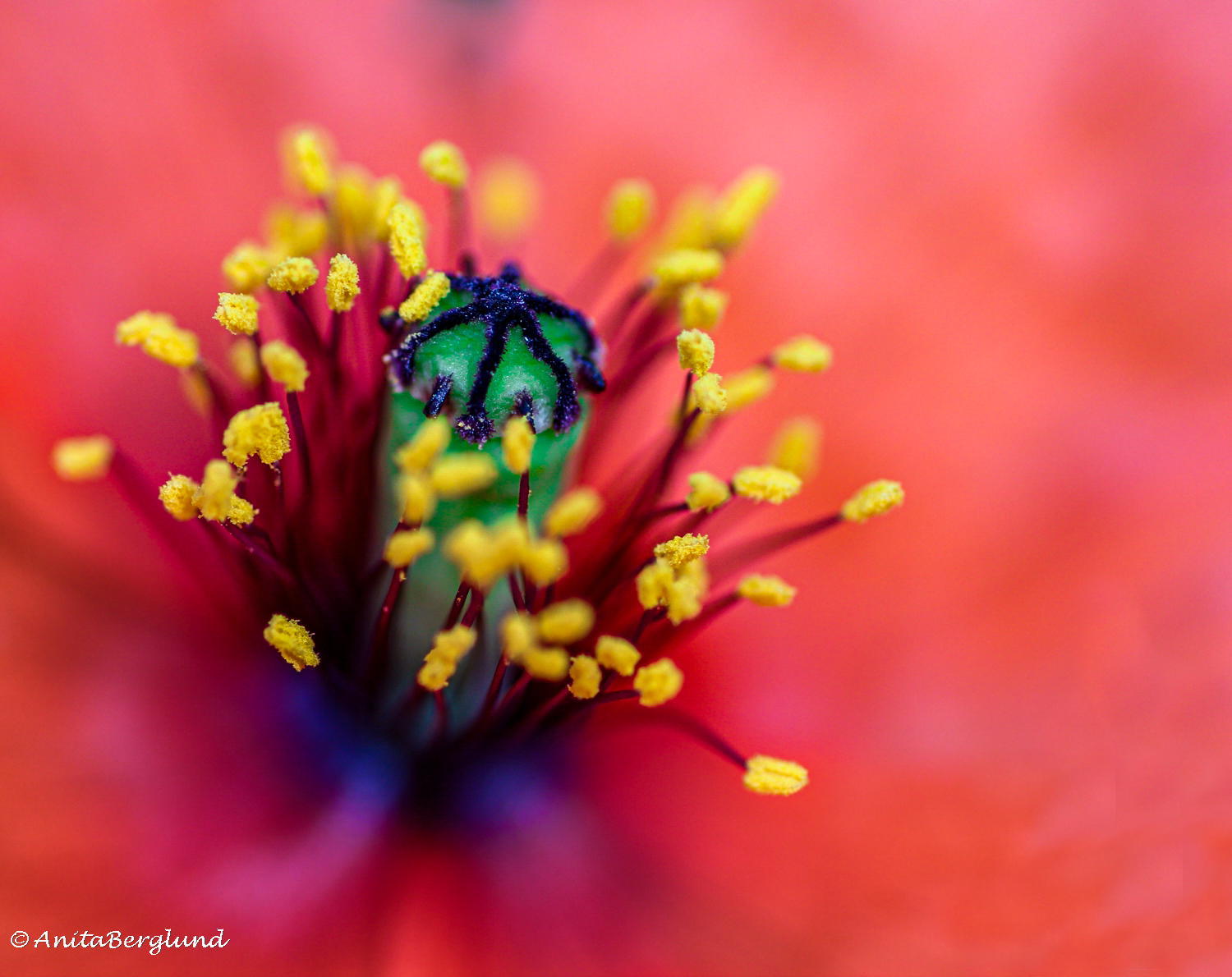 Poppies — a favorite among spring’s wildflowers