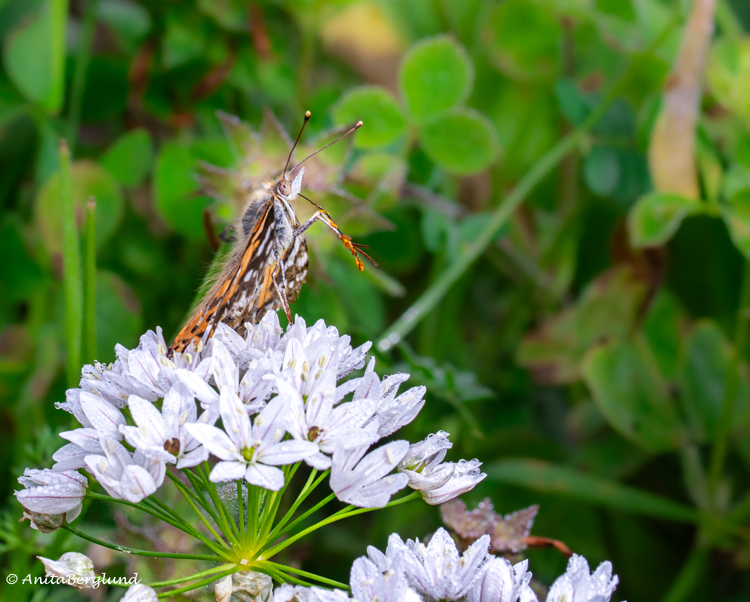 Painted Lady – Morning Rituals