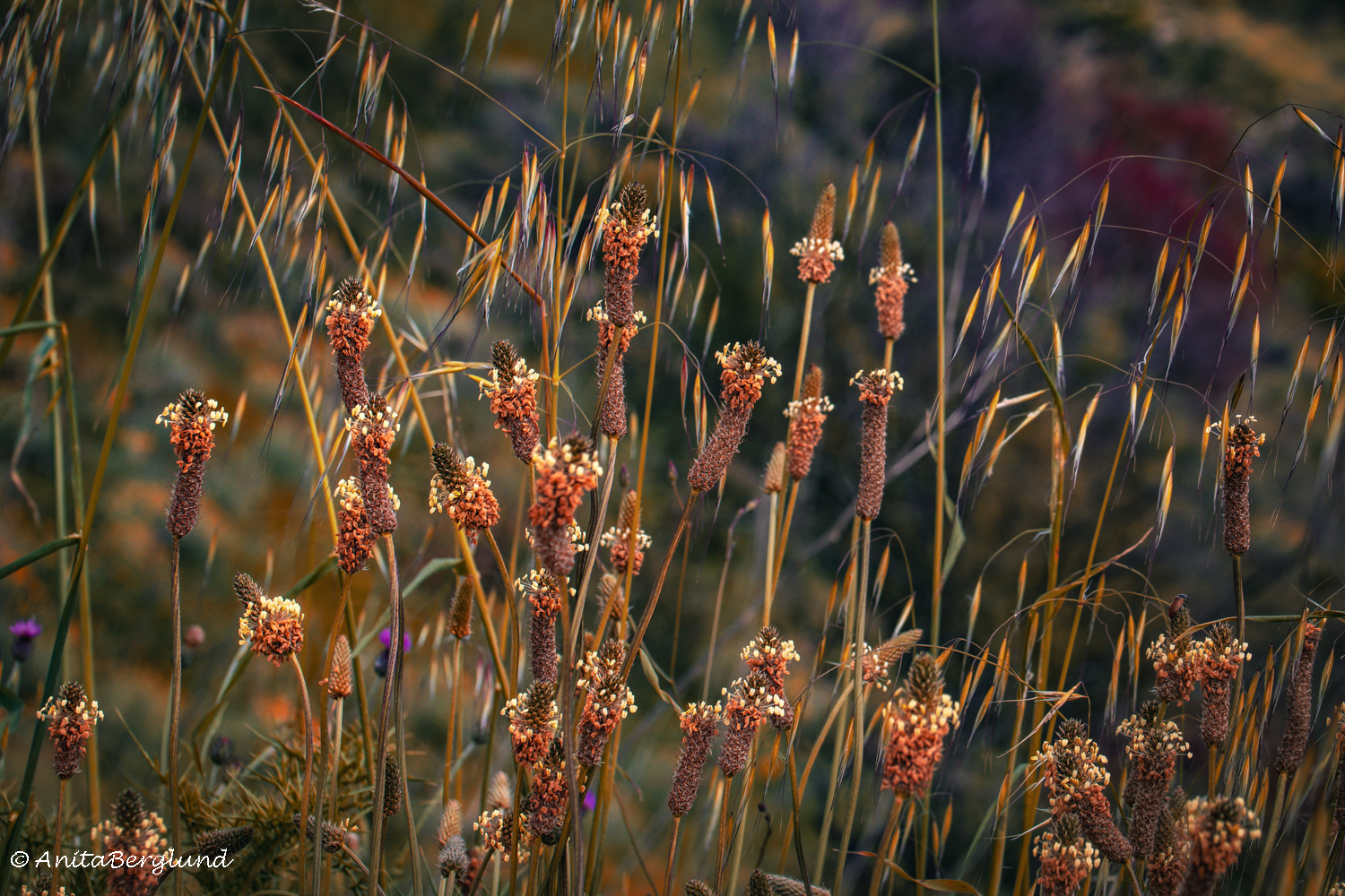 Wild Forms and Tiny Details