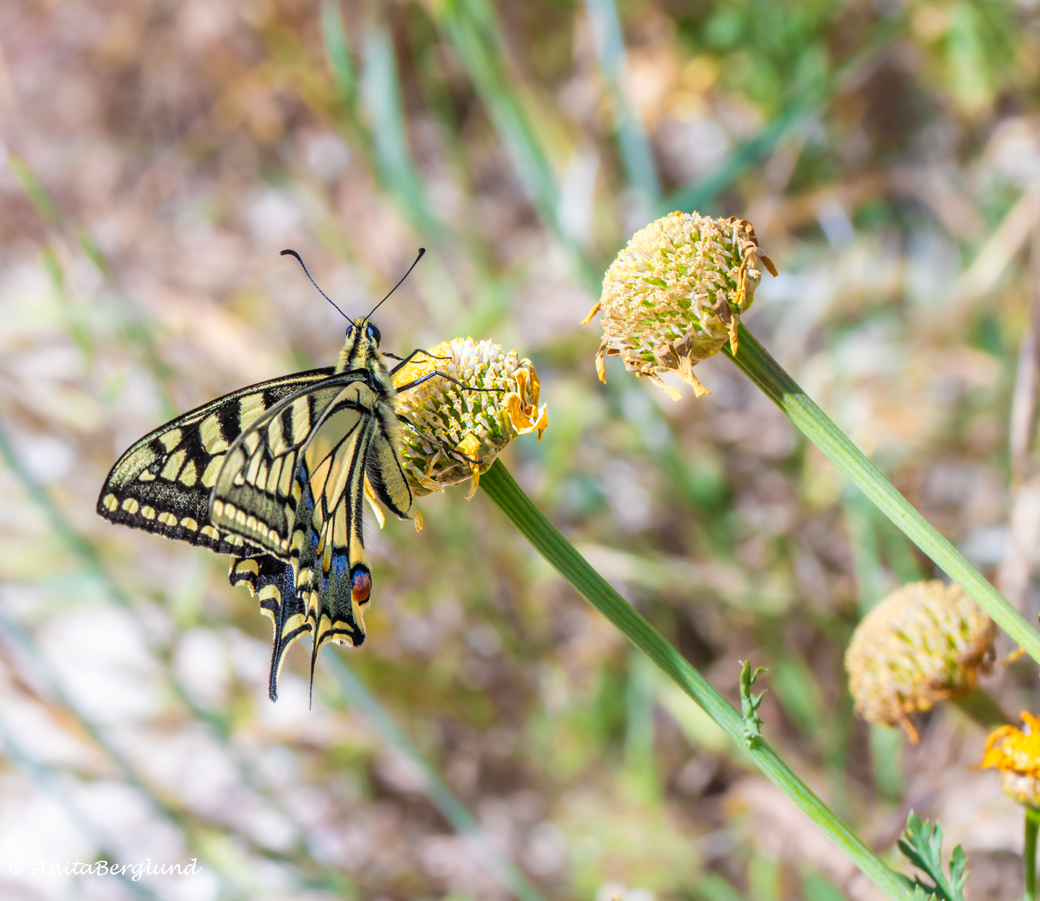 Swallowtail -Golden Wings of Cyprus