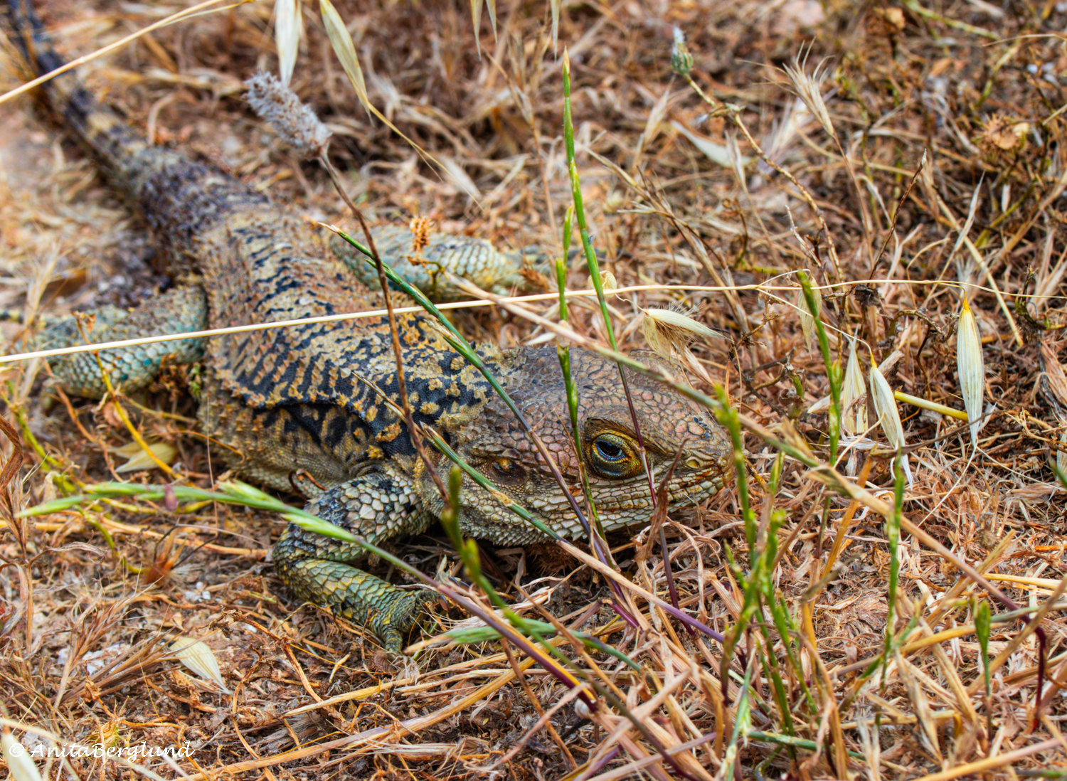 Still as Stone – A Lizard Encounter