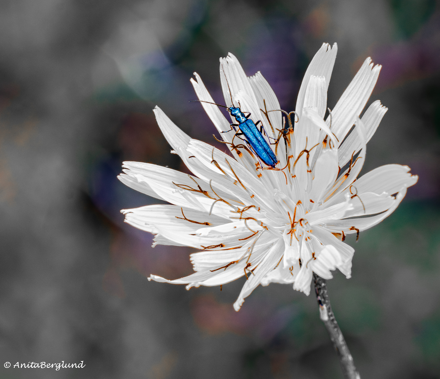 Tiny Creatures of Cyprus