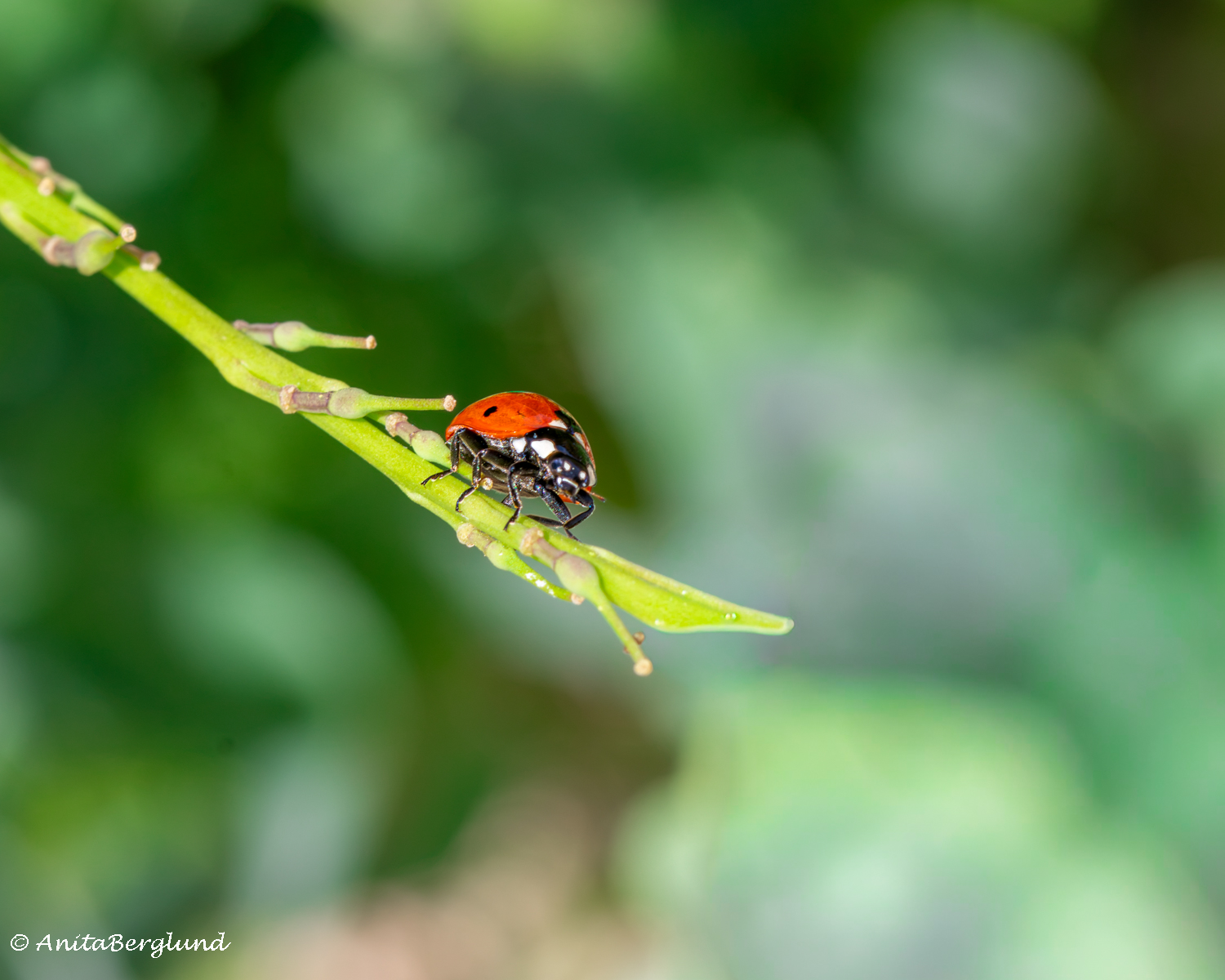 Not Every Ladybird Wears Red