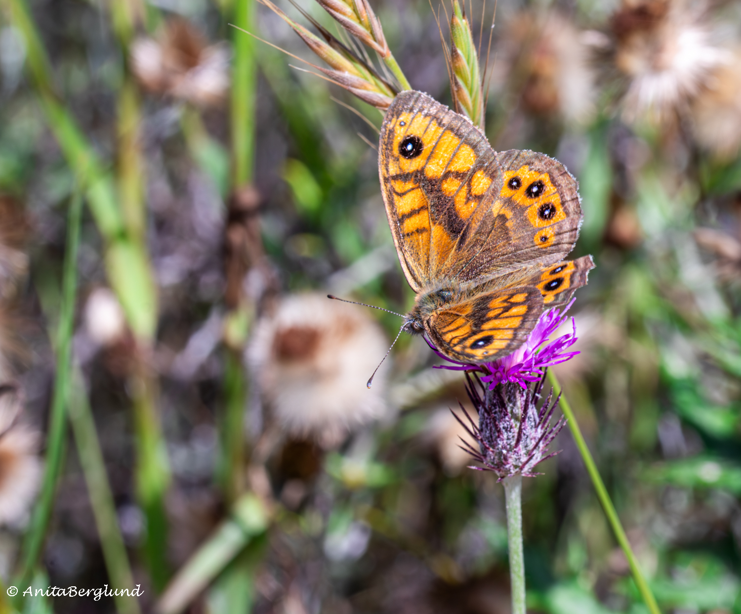 Butterflies, Blurs, and a Bit of Luck