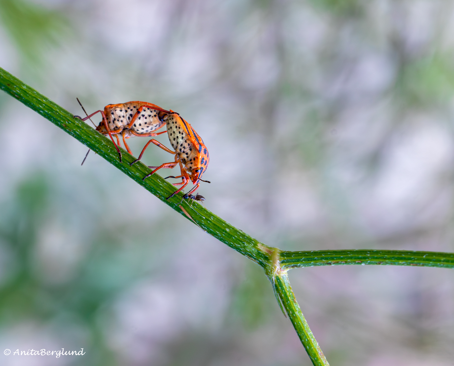 Life on a Stem