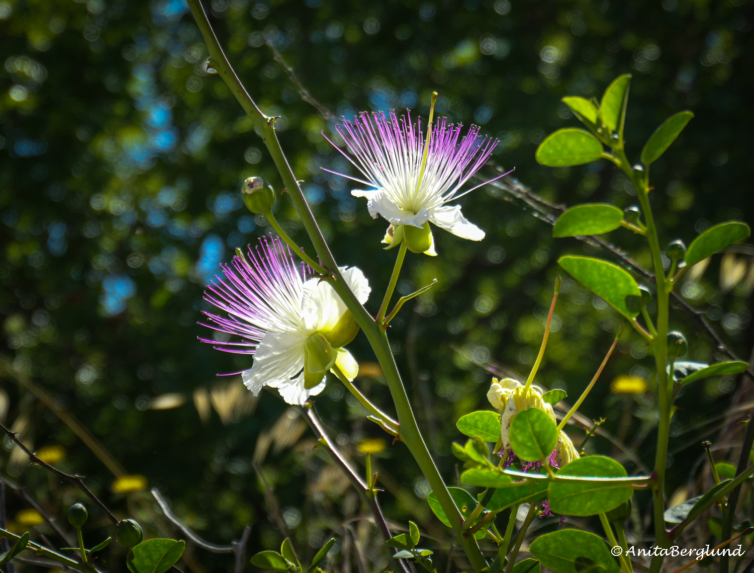 The Beauty of the Caper Flower