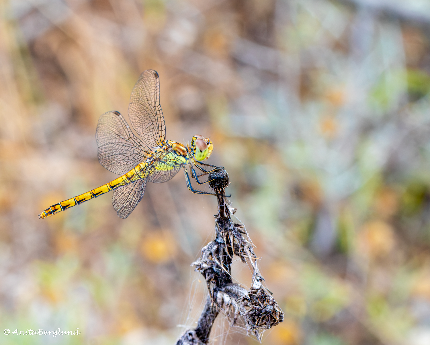 Dragonfly On Watch