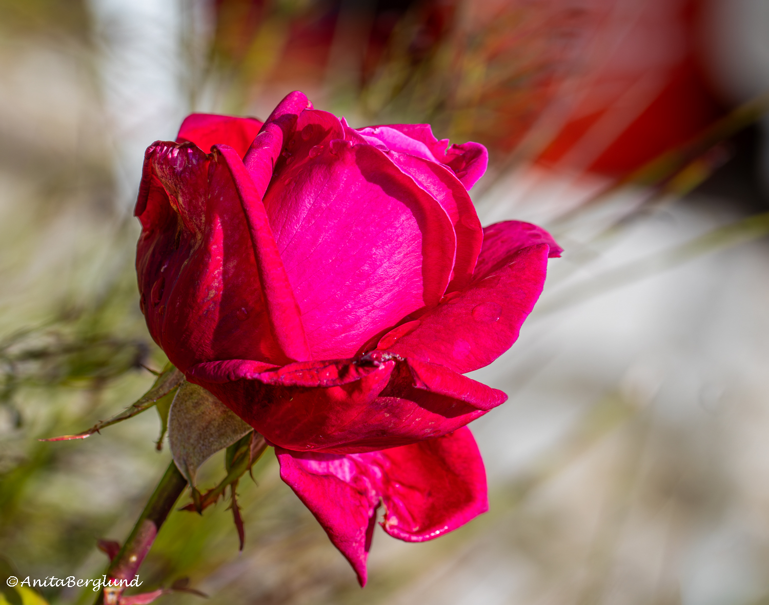 My Winter Roses