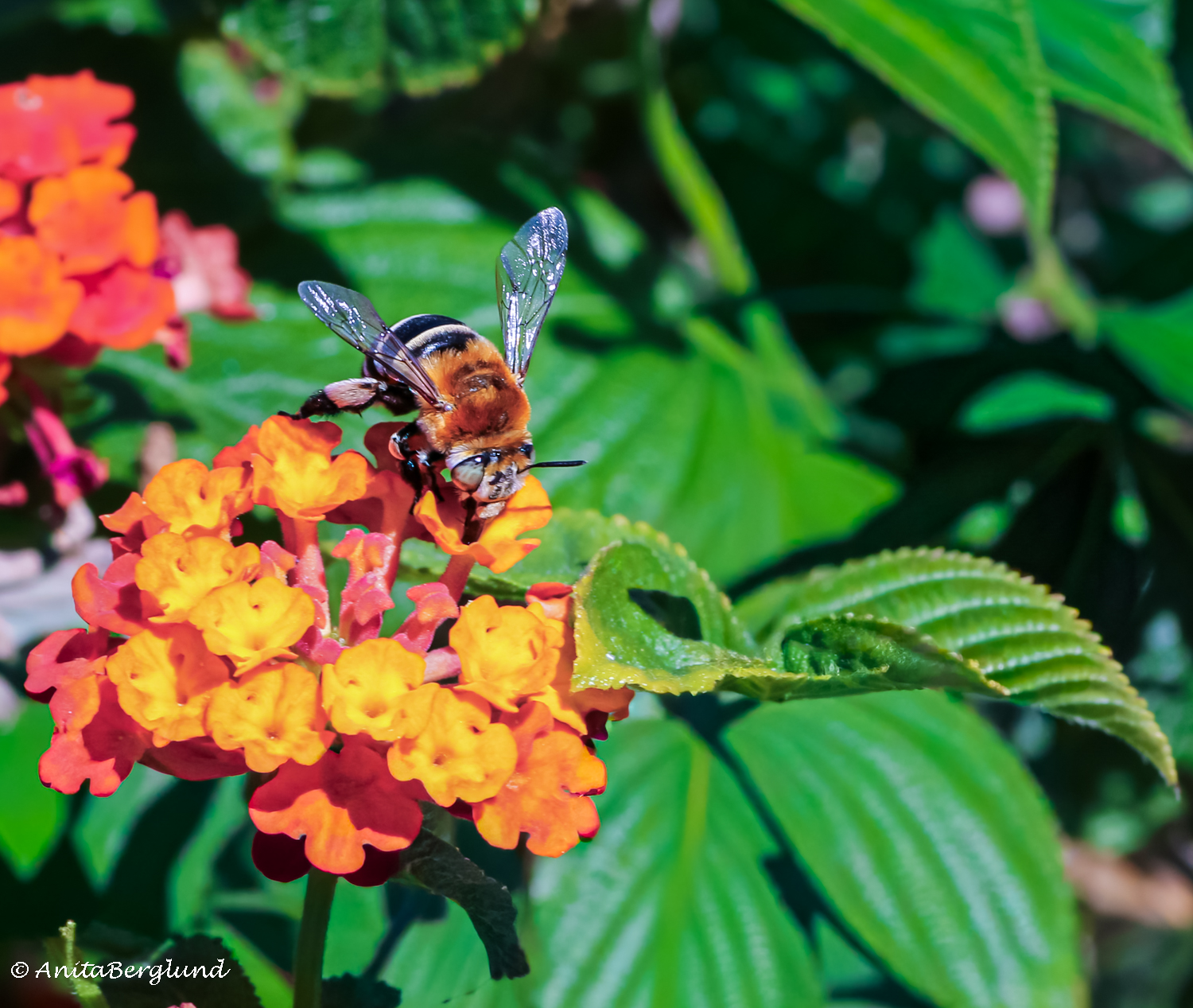 In Silence – A Busy Little Visitor