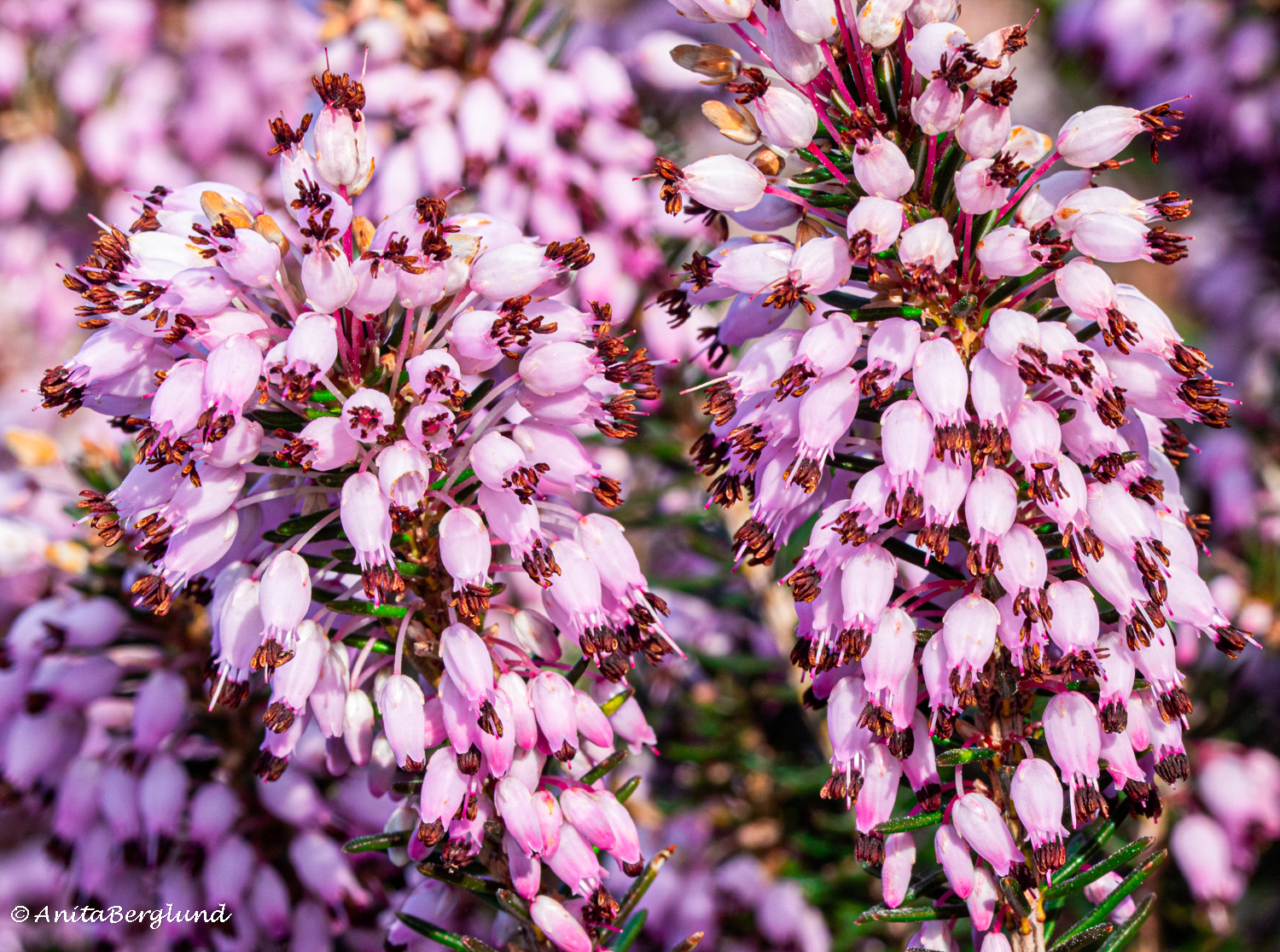 Pink Is Never Boring