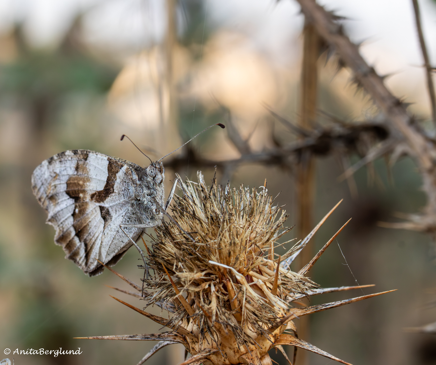 Where Light Meets a Butterfly