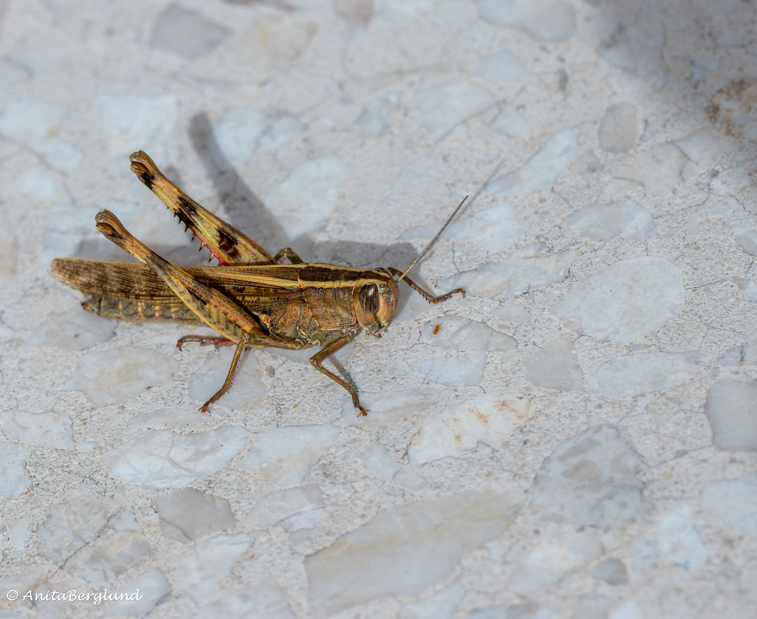 A Grasshopper Up Close