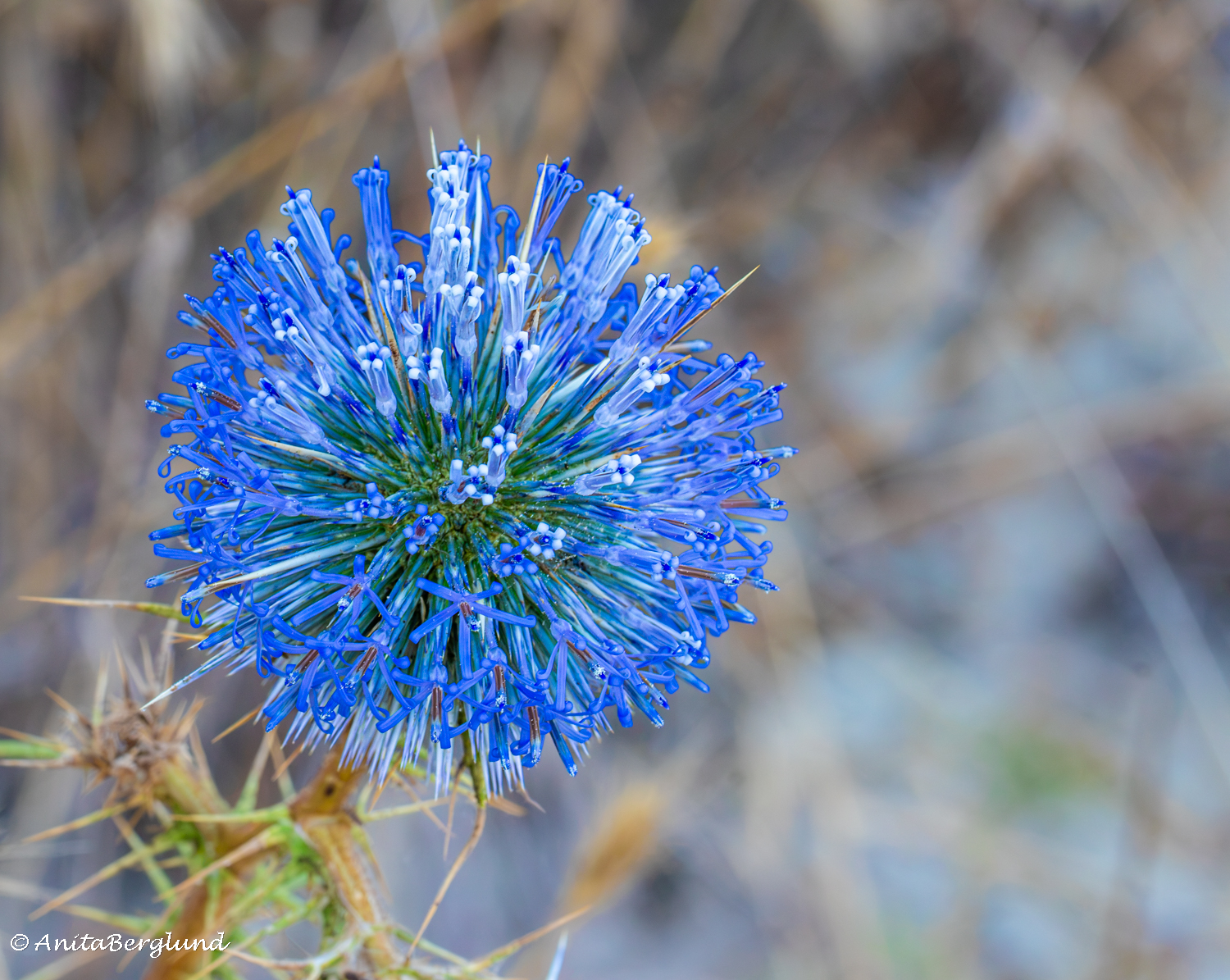 Simple Moments From the Cypriot Countryside