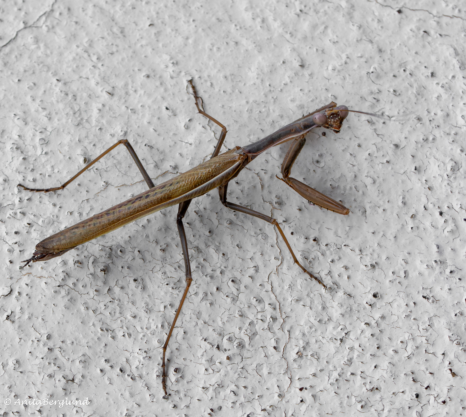 A Tiny Visitor Dropped By