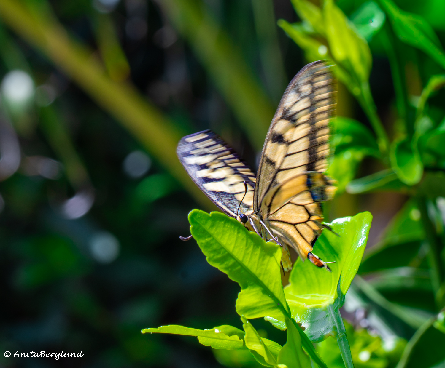 The Swallowtail That Played Hard to Get