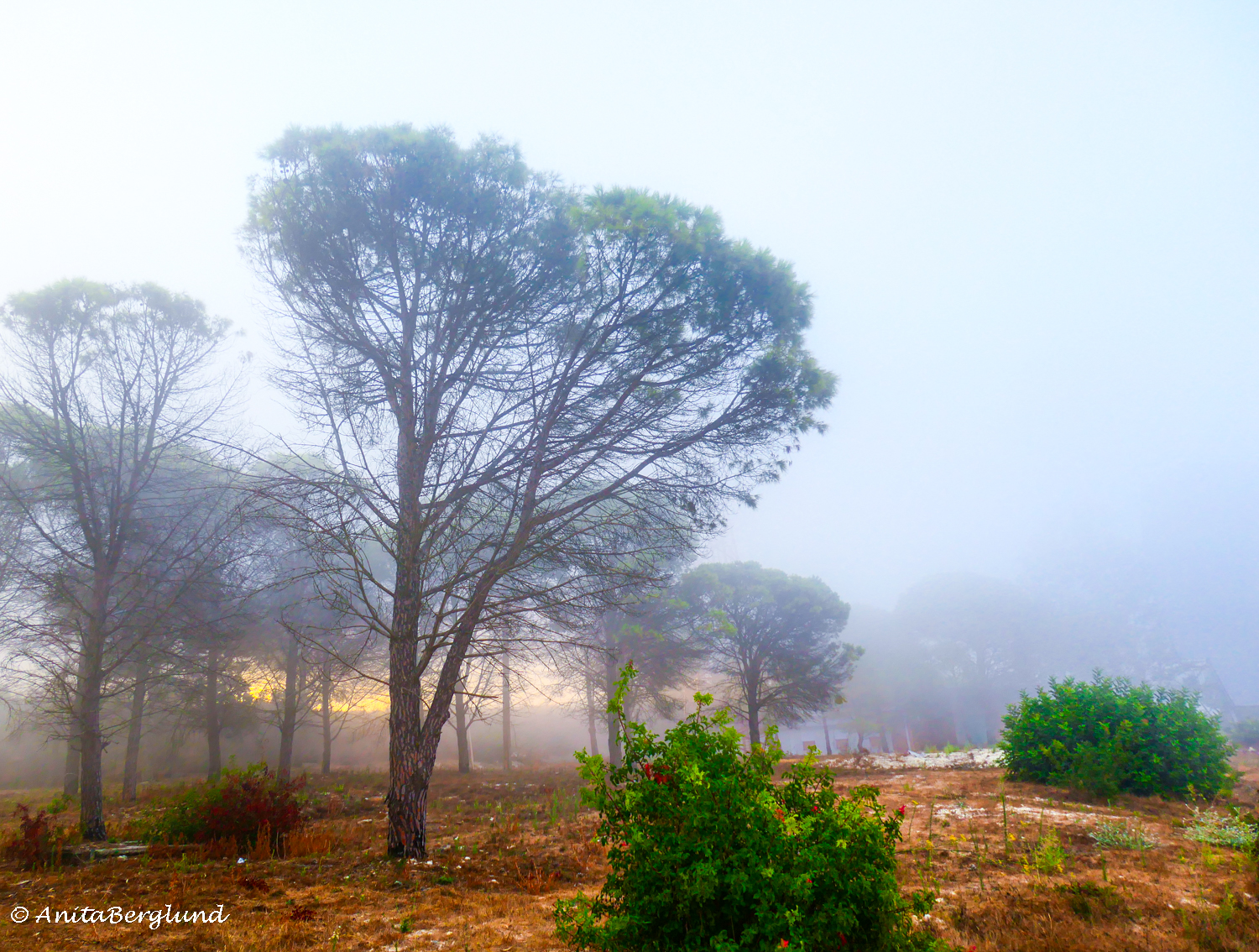 Misty Morning – Before the Heat Arrives