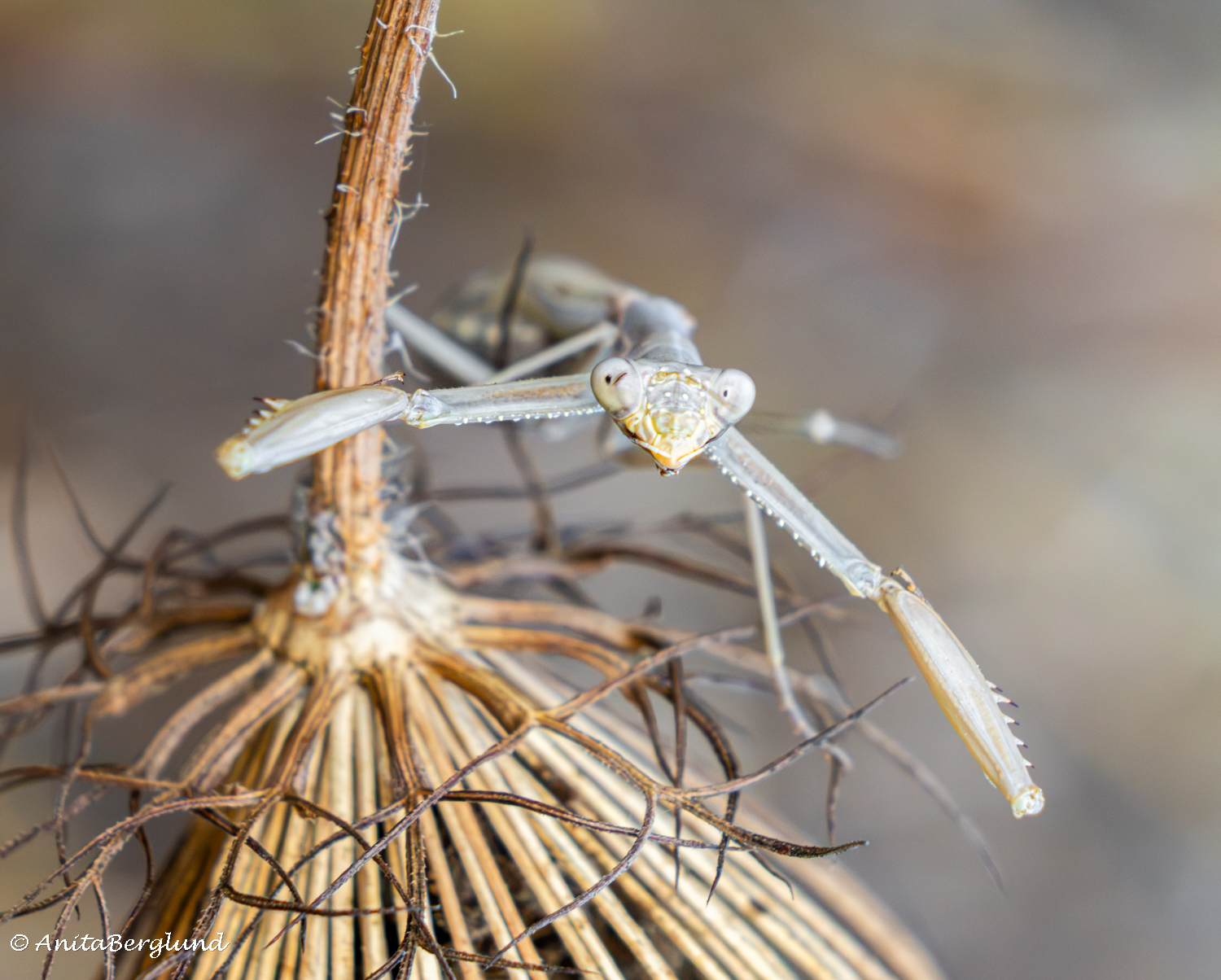 Macro Photography — Not Always as Planned!