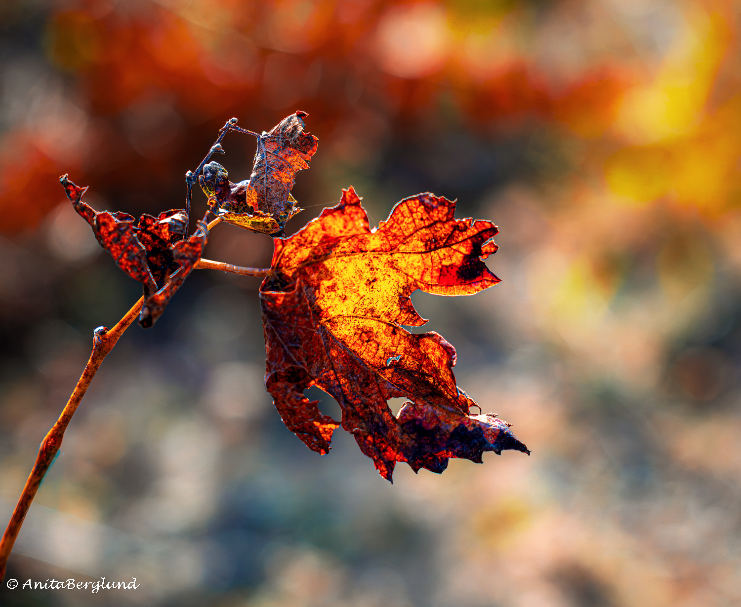 A Little Wild, a Touch of Autumn — From Cyprus